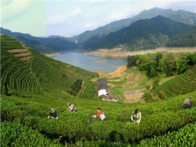 湘益茯茶 益陽名片——湘益茯茶即將亮相第三屆中國湖南·安化黑茶文化節(jié)